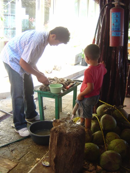 Oysters and coconut at Punta de Mita